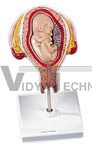 4th Month Fetus, transverse lie Pregnancy Model